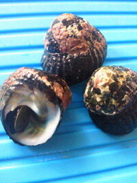 この貝の名前は 昨日 宮城県の女川の海岸で見つけた貝です この貝の名前と食 Yahoo 知恵袋