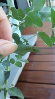 ユーカリの葉の裏に茶色いものが どなたか詳しいかた教えてください Yahoo 知恵袋