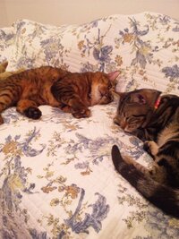 猫用のザビエル首輪を作りたいのですが型紙や作り方を教えてくだ Yahoo 知恵袋