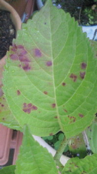 紫陽花の葉っぱです 葉っぱに茶色い斑点がありますが これは何が原因ですかね 肥 Yahoo 知恵袋