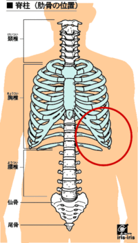 最近気付いたのですが 自分から見て左側の肋骨が 右側に比べて盛り上がってい Yahoo 知恵袋