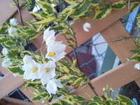 この白い花の咲く つる性の植物の名前を教えて下さい ツルハナナス 蔓 Yahoo 知恵袋
