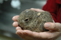 野うさぎのこどもを飼う事になりました 餌は何をあげたらよいのでしょう 子うさ Yahoo 知恵袋