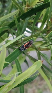 どなたかムシ博士にお尋ねします 写真のムシは何というムシですか 体長は1c Yahoo 知恵袋