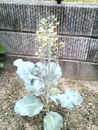 ブロッコリーの花 食べるのを忘れていたブロッコリー 花をが咲きそうに Yahoo 知恵袋