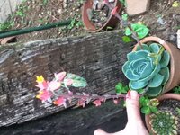 多肉植物に花がさいてこんなに上に伸びたのですがこの後どうしたらいいんですか Yahoo 知恵袋