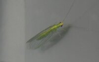 この虫の名前分かりますか 緑の羽虫で羽を含む全長２ｃｍほど Yahoo 知恵袋