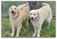 犬の餌は手作り食とドッグフードはどっちが良いですか 犬の健康を思え Yahoo 知恵袋