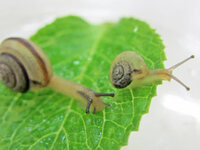 カタツムリの寿命 共食い 卵について教えて下さい 一ヶ月前に子供とカタツムリを Yahoo 知恵袋