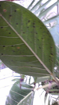 観葉植物の葉っぱの裏に 黒い斑点がくっついて こするとはがれるような 虫で Yahoo 知恵袋