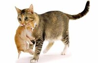 母猫が子猫を移動させる時 首をくわえて持ち上げますが 子猫は首が痛くないの Yahoo 知恵袋
