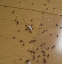 助けて下さい 部屋に小さい虫がどこからともなく飛んできます たぶん Yahoo 知恵袋