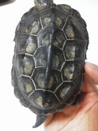 飼っているクサガメの甲羅に白い線が入っていたのですが何かの病気で Yahoo 知恵袋