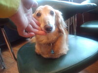 後ろ足を後ろにピーンと伸ばす仕草をする犬は100 パテラ持ち Yahoo 知恵袋