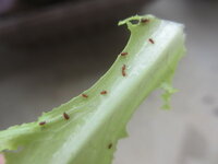 害虫 ベランダ菜園で育てている葉物に赤い虫がついていました Yahoo 知恵袋