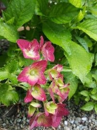 秋色アジサイの花が小さくなっています ３年程前に買った秋色ア Yahoo 知恵袋