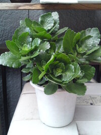 カランコエの形を整えたいです 育て方など知らずに水やりだけしていたら ひょ Yahoo 知恵袋