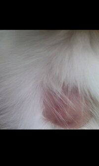 実家の猫の首の下辺りが画像のように腫れています 毛が抜けてピンクの皮膚が露 Yahoo 知恵袋