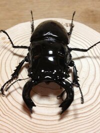 昆虫樹脂標本についての質問です クワガタのタランドゥスツヤクワガ Yahoo 知恵袋