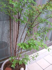 中庭においているヒメシャラが 今年はすべての枝から葉が出ていません 1 Yahoo 知恵袋