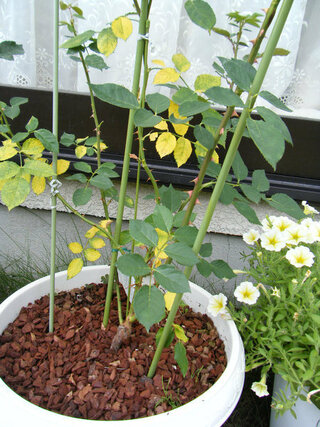 バラが黄色の葉になってきました 今年新苗を購入し すくすくと成長しているか Yahoo 知恵袋