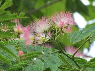 この花は何ですか 高さ5 6mぐらいの大きな木に 可憐な花を付けてい Yahoo 知恵袋