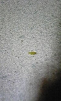 この黄緑の虫が沢山います暗くなって暑いので編み戸にしていると編み戸にびっし Yahoo 知恵袋