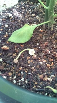 ブートジョロキアの栽培について ６月にホームセンターでブート Yahoo 知恵袋