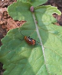 ウリハムシモドキの対策について 今年から庭の花壇にシソとバジル その他花 Yahoo 知恵袋