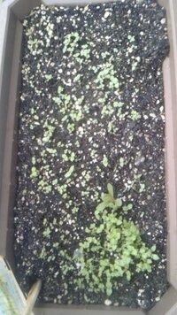 ミントの種をまいてから２週間近くになりますが芽が出てきません 水はちゃんと Yahoo 知恵袋