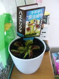 食虫植物 ハエトリソウにあげない方がいい虫を教えてください Yahoo 知恵袋