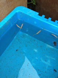 この白い生き物はなんでしょうか ハナアブの幼虫 通称オナガウジです Yahoo 知恵袋