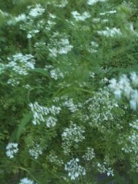近づいたら臭いこの植物 小さな白い花をつけたこの植物ですが Yahoo 知恵袋