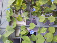 葉っぱがハート形で 花が小さな朝顔を見かけました なんという品種 Yahoo 知恵袋