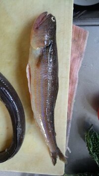 この魚何ですか 食えますか エソの一種ですね オキエソに見 Yahoo 知恵袋