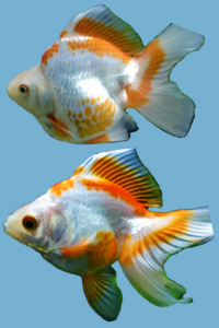 金魚 琉金 の体型の崩れについて質問です 6cmぐらいの金魚の体 Yahoo 知恵袋