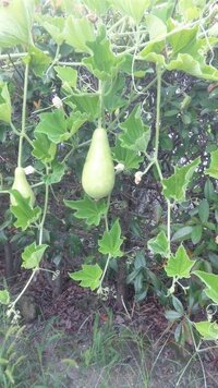 きゅうりの苗木を植えたつもりなのですが 違う植物がなってます Yahoo 知恵袋