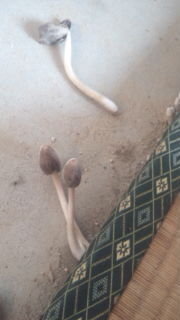 畳からきのこ この画像のキノコ なんという名前のキノコなんでしょ Yahoo 知恵袋