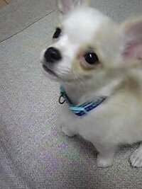 例えば 子犬の時 目が小さいと 成犬になっても小さいままで Yahoo 知恵袋