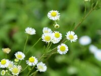 顕微鏡を使った理科の自由研究を教えてください中3レベルのを教えてください Yahoo 知恵袋