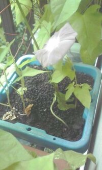 朝顔が こんなに背丈が低いのに キチンと花が咲きました Yahoo 知恵袋