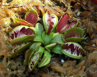 ハエトリソウ 食虫植物 の花について ハエトリソウに花芽がついて Yahoo 知恵袋