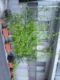 ゴーヤの花が無くなってしまいます こちらでもお知恵を拝借しつつ育て始めた Yahoo 知恵袋