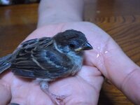 野鳥 スズメ に餌やりをしている方へ 教えて下さい 毎年冬場だけ野鳥 Yahoo 知恵袋