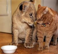 引田天功くらいお金持だったら猫のほかになにを飼ってみたいですか Yahoo 知恵袋