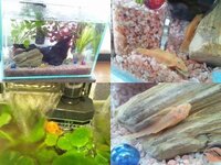 メダカはエアレーションが好きなんですか メダカは水流に弱いから Yahoo 知恵袋