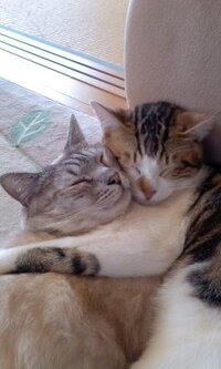 ドライブ好きな猫ってどのくらい珍しいんでしょうか うちのにゃん Yahoo 知恵袋