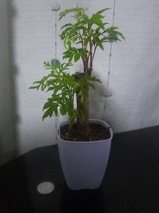 つい最近 百均にてミニ観葉植物のポリシャスを買ってきたのですが Yahoo 知恵袋