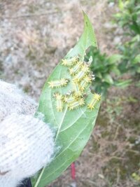 埼玉県で大きい園芸店ってありますか 大きな園芸関係があるお Yahoo 知恵袋