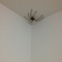 部屋に大きい蜘蛛がいます

どうやって殺せばいいですか?めっちゃ怖いです 